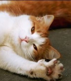Daily Cat Stretch®