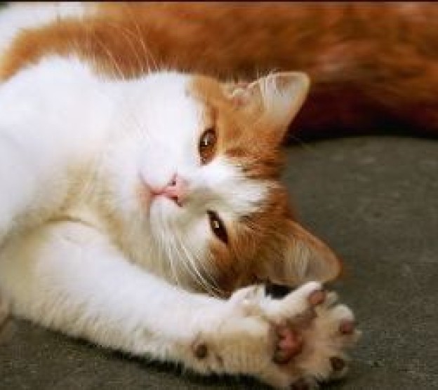 Daily Cat Stretch®